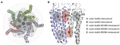 Druggable Lipid Binding Sites in Pentameric Ligand-Gated Ion Channels and Transient Receptor Potential Channels